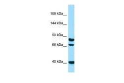 SCUBE1 Rabbit anti-Human, Polyclonal, Novus Biologicals 0.1ml; Unconjugated:Antibodies,